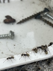 Camponotus textor