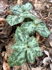 Trillium cuneatum