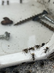 Camponotus textor