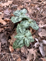 Trillium cuneatum