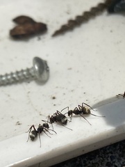 Camponotus textor