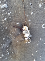 Diopatra cuprea
