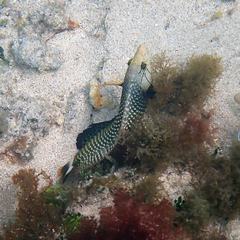 Novaculichthys taeniourus