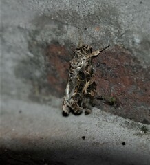Spodoptera ornithogalli