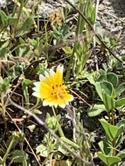 Layia platyglossa