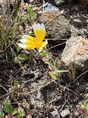 Layia platyglossa