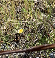 Layia platyglossa