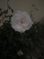 Rosa banksiae