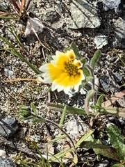 Layia platyglossa