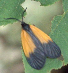 Pyromorpha