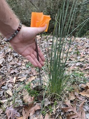 Allium vineale