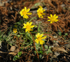 Tetraneuris linearifolia