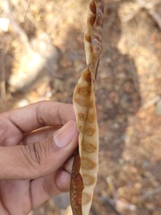 Lysiloma divaricatum