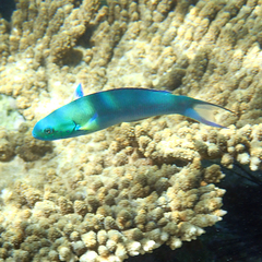 Thalassoma amblycephalus