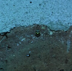 Coccinellinae