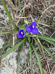 Tradescantia