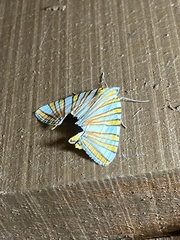Pityeja histrionaria