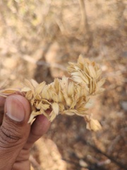 Alvaradoa amorphoides