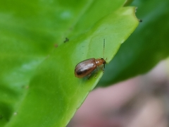 Chrysomeloidea