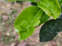 Chrysomeloidea