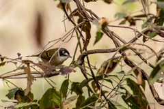 Vireo atricapilla