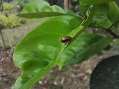 Chrysomeloidea