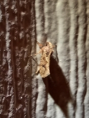 Acrolophus walsinghami