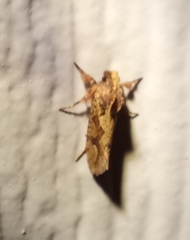 Acrolophus walsinghami