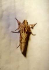 Acrolophus walsinghami