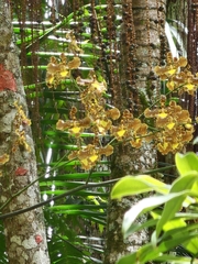 Gomesa imperatoris-maximiliani