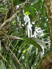 Gomesa imperatoris-maximiliani