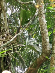 Gomesa imperatoris-maximiliani