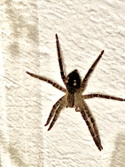 Cupiennius salei