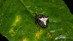 Verrucosa