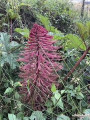 Gunnera insignis
