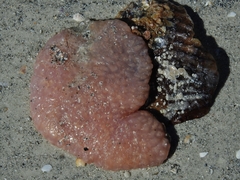 Aplidium stellatum