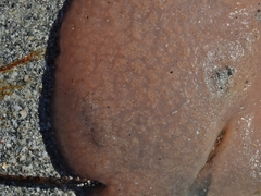 Aplidium stellatum