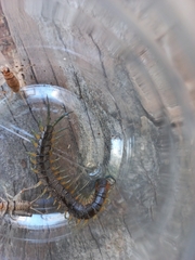 Scolopendra viridis