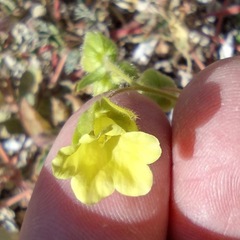 Emmenanthe penduliflora penduliflora