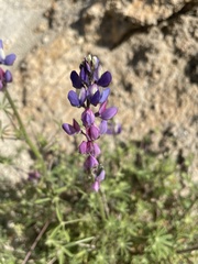 Lupinus sparsiflorus