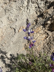 Lupinus sparsiflorus