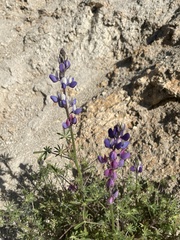 Lupinus sparsiflorus