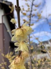 Chimonanthus praecox