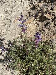 Lupinus sparsiflorus