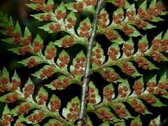 Polystichum oculatum