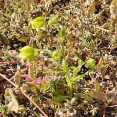 Emmenanthe penduliflora penduliflora