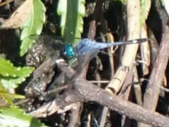 Micrathyria aequalis