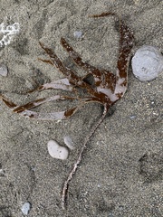 Laminaria setchellii