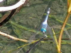 Micrathyria aequalis