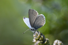 Celastrina echo